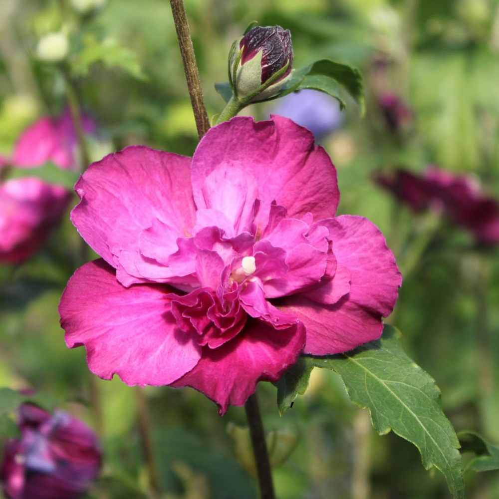 Arbust ornamental - Hibiscus Syriacus Purple Ruffles - Ghiveci 3L - Aqua Flowers