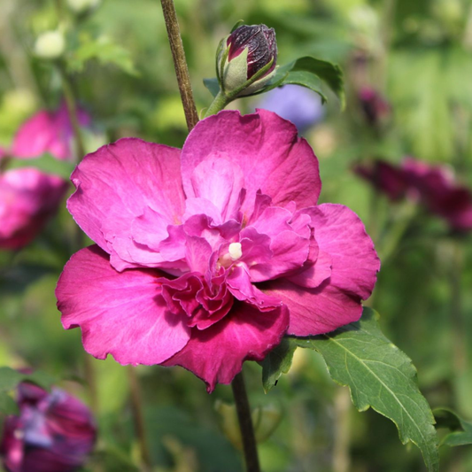 Arbust ornamental - Hibiscus Syriacus Purple Ruffles - Ghiveci 3L - Aqua Flowers
