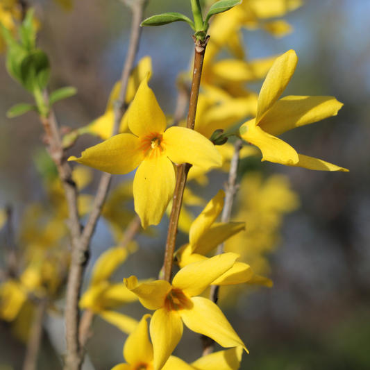 Forsythia Galbenă – Rădăcină Ambalată – Aqua Flowers