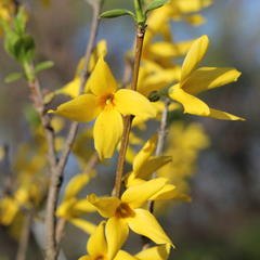 Forsythia Galbenă – Rădăcină Ambalată – Aqua Flowers