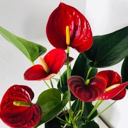 Anthurium Nevada - Ghiveci - Aqua Flowers