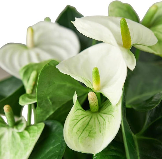 Anthurium An Alpine - Ghiveci - Aqua Flowers