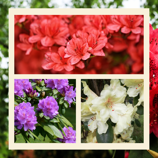 Pachet Promo Rhododendron – 3 buc / pachet (Mov, Rosu si Alb)