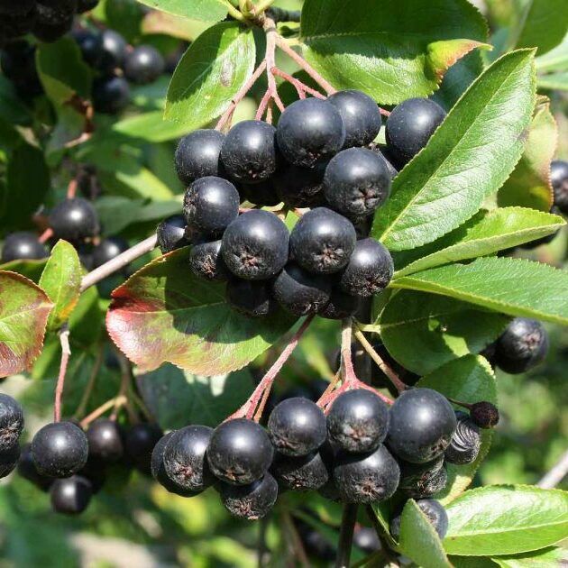 Aronia Melanocarpa Viking - Ghiveci P9 - Anul 2