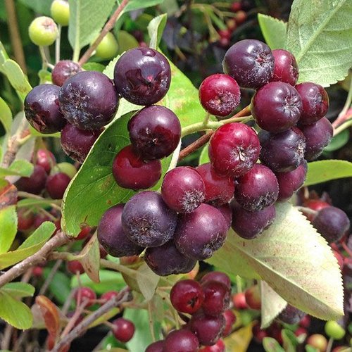 Aronia Melanocarpa Viking - Ghiveci - Anul 2 inaltime la livrare 30 - 40 cm