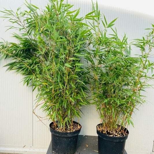 Bambus Fargesia Rufa - Ghiveci - Aqua Flowers