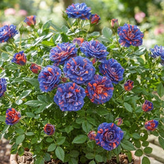 Trandafir Mini Tufa-Blue Flame-radacina ambalata-anul 2