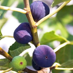 Smochin Delicious Blue Gigant Pe Rod - Anul 3 - Rădăcină ambalată