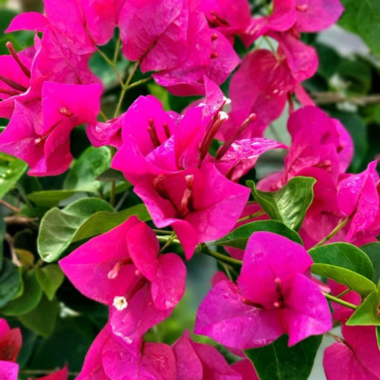 Floarea de Hartie (Bougainvillea sanderiana) - Cyclam - Ghiveci 2L - H 70 - 80 cm