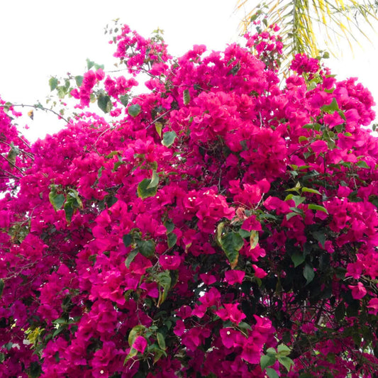 Floarea de Hartie (Bougainvillea sanderiana) - Cyclam - Ghiveci 2L - H 70 - 80 cm