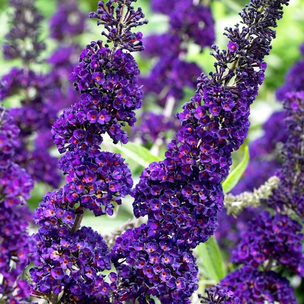 Liliac de Vara – Buddleja davidii Black Knight - Ghiveci - 60 - 70 cm