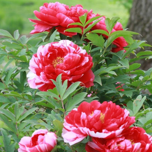 Bujor Shima Nishiki (Roșu-Alb) - 1 Rădăcină / Rizom