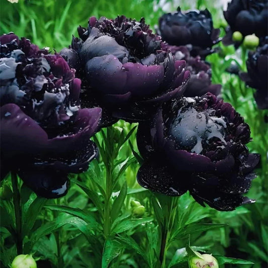 Rizom Bujor Black Beauty - Pachet 1 Rizom, Aqua Flowers