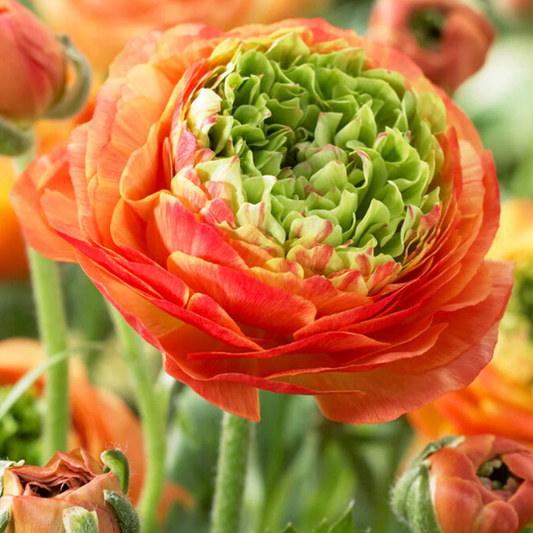 Bulbi Ranunculus - Reinette Orange - Pachet 10 Bulbi