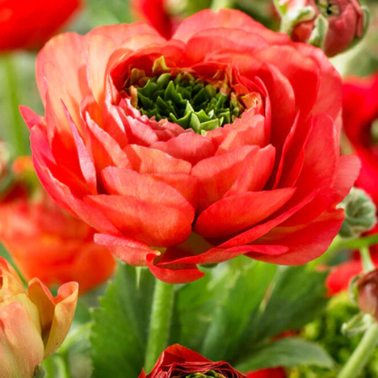 Bulbi Ranunculus – Reinette Red – Pachet 10 Bulbi