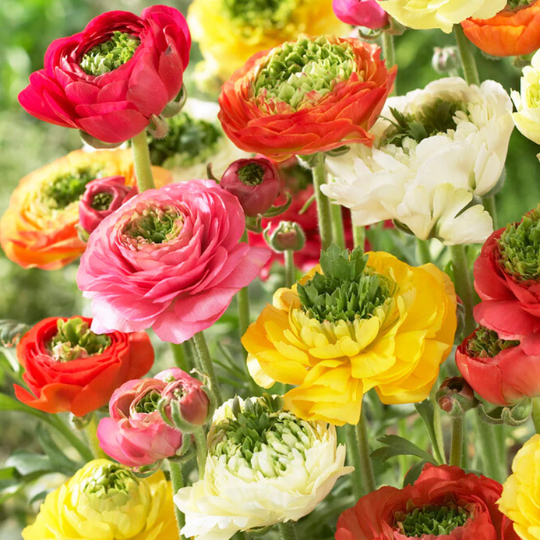 Bulbi Ranunculus Reinette Mixt - Pachet 10 Bulbi - Aqua Flowers