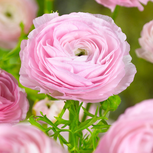 Bulbi Ranunculus – Sweet Pink – Pachet 10 Bulbi