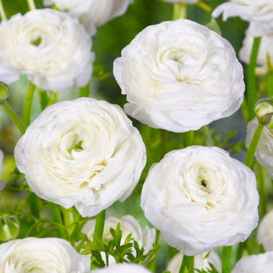 Bulbi Ranunculus - White - Pachet 10 Bulbi