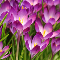Branduse - Crocus - Zonatus Pachet 5 Bulbi