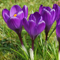 Branduse - Crocus -  - Flower Record Pachet 5 Bulbi