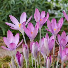 Branduse - Crocus - Zonatus Pachet 5 Bulbi