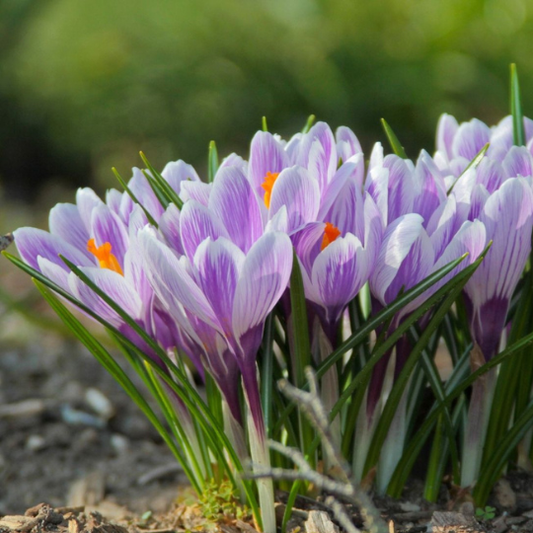 Brândușe - Pickwick Pachet 5 Bulbi