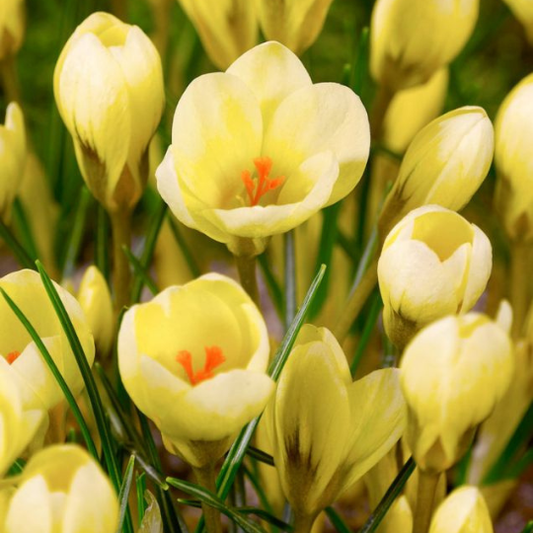 Branduse - Crocus - Cream Beauty – Pachet 5 Bulbi