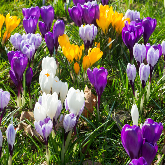 Brândușe Mix – Crocus - Pachet 30 Bulbi (fără șofran)