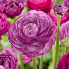 Bulbi Ranunculus –  Mov – Pachet 10 Bulbi