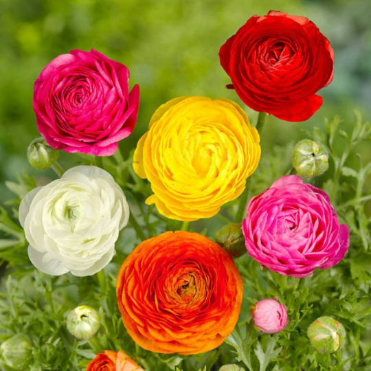 Bulbi de Ranunculus Mixt - Pachet 10 Bulbi, Aqua Flowers