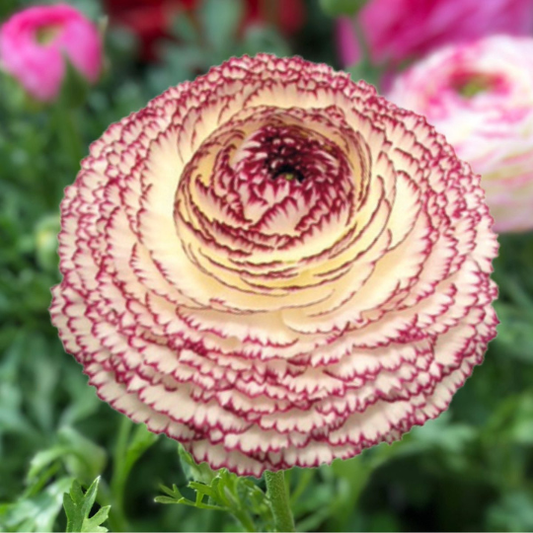 Bulbi Ranunculus - Picotee / Bicolor - Pachet 10 Bulbi