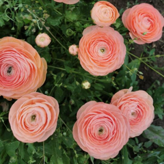 Bulbi Ranunculus - Toronto Pink - Pachet 10 Bulbi