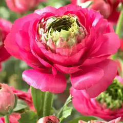 Bulbi Ranunculus - Reinette Pink - Pachet 10 Bulbi