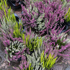 Calluna Nova – 3 culori în ghiveci - Aqua Flowers