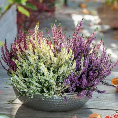Calluna Nova – 3 culori în ghiveci - Aqua Flowers