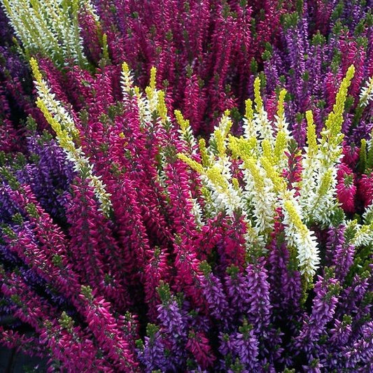 Calluna Nova – 3 culori în ghiveci - Aqua Flowers