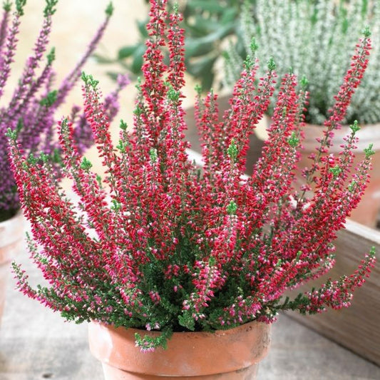 Caluna Vu Red- Ghiveci - Aqua Flowers