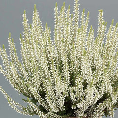 Caluna Vu White - Ghiveci - Aqua Flowers