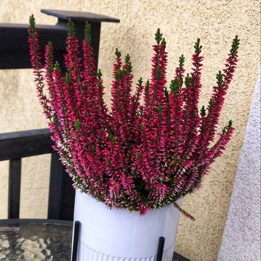 Caluna Vu Red- Ghiveci - Aqua Flowers