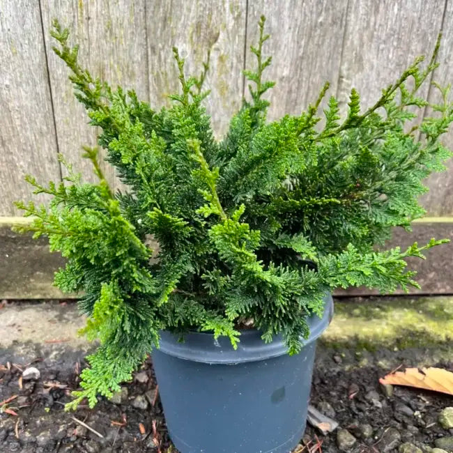 Chamaecyparis - Teddy Bear - Ghiveci 2L - H 50 - 70 cm