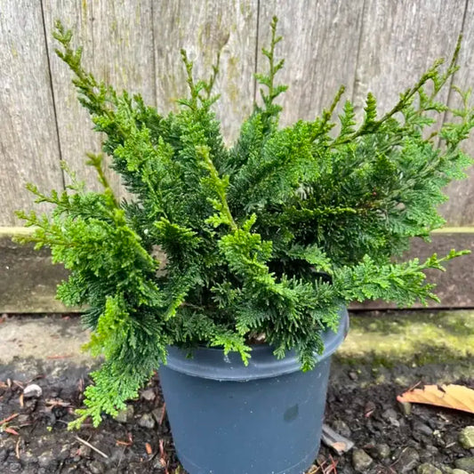 Chamaecyparis - Teddy Bear - Ghiveci 2L - H 50 - 70 cm