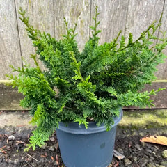 Chamaecyparis - Teddy Bear - Ghiveci 2L - H 50 - 70 cm