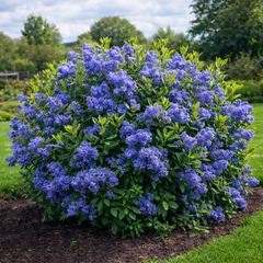 Liliac Californian Tufa - Ghiveci - Inaltime la livrare 50-60 cm