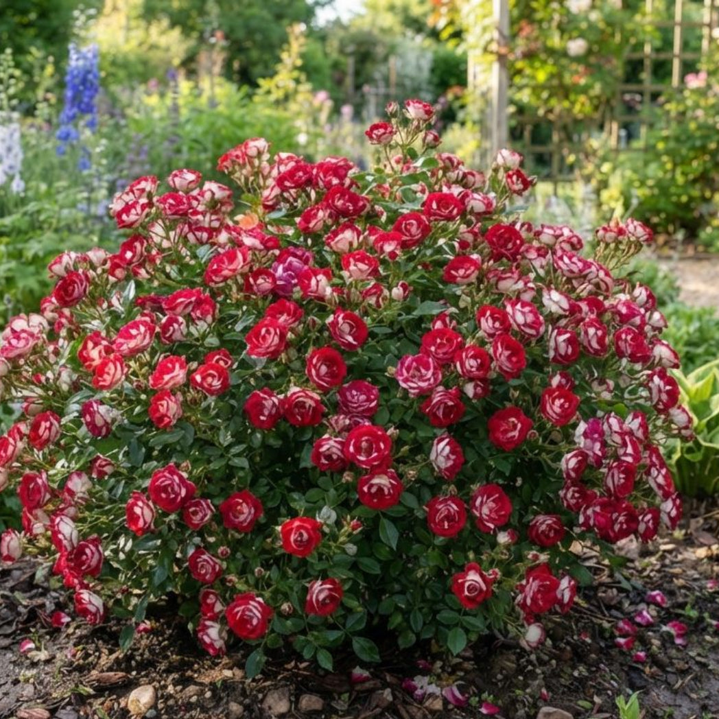 Trandafiri Mini Tufa-Cherry Mosaic-radacina ambalata-anul 2