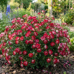 Trandafiri Mini Tufa-Cherry Mosaic-radacina ambalata-anul 2