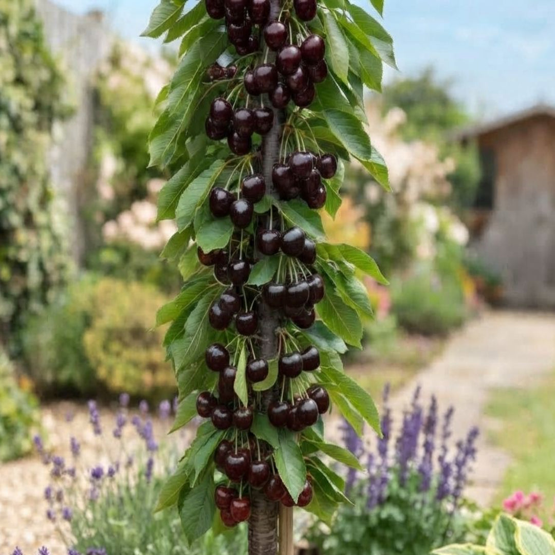 Cires columnar Regina - Pom Fructifer pentru Gradina mica, Balcon si Terasa - radacina ambalata - Floraria Aqua