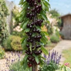 Cires columnar Regina - Pom Fructifer pentru Gradina mica, Balcon si Terasa - radacina ambalata - Floraria Aqua