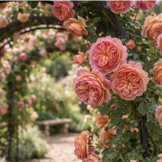 Trandafiri cataratori-Claude Monet-Parfumat-anul 3-radacina ambalata