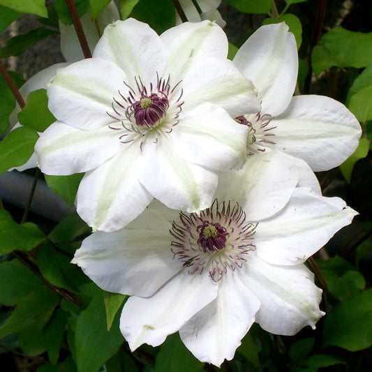 Clematis - Miss Bateman- Ghiveci - înălțime la livrare-50-70 cm