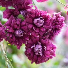 Clematis - Plena Elegans - ghiveci - înălțime la livrare-50-70 cm